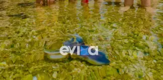 Αυτό το σπάνιο χταπόδι εμφανίστηκε στην παραλία