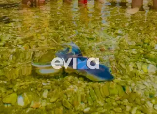 Αυτό το σπάνιο χταπόδι εμφανίστηκε στην παραλία