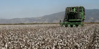 Λάρισα: Προσδοκίες στον κάμπο για βαμβάκι στα 60 λεπτά το κιλό και καλαμπόκι πάνω από τα 25