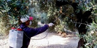 Περιφέρεια Θεσσαλίας: Δολωματικός ψεκασμός σε ελαιοπερίβολα στους Δήμους Τεμπών, Αγιάς, Ελασσόνας και Τυρνάβου