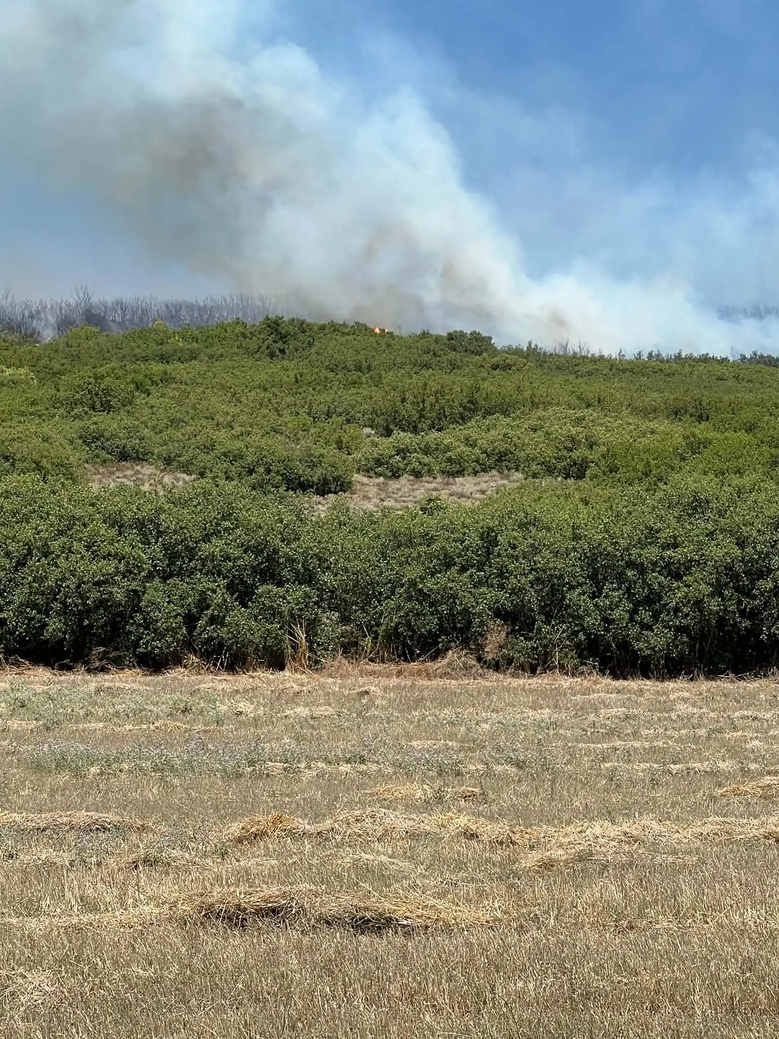 Μάχη με τις φλόγες στα Φάρσαλα – Εσκίογλου: «Όλος ο μηχανισμός του Δήμου στην πρώτη γραμμή» - ΦΩΤΟ