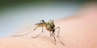Ιός Δυτικού Νείλου: 45 κρούσματα την τελευταία εβδομάδα – Η Λάρισα στις περιοχές υψηλού κινδύνου