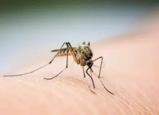 Ιός Δυτικού Νείλου: 45 κρούσματα την τελευταία εβδομάδα – Η Λάρισα στις περιοχές υψηλού κινδύνου