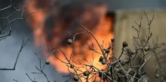 Λάρισα: Το συγκινητικό μήνυμα του κτηνοτρόφου που έχασε δεκάδες ζώα – «Αισθάνομαι την ανάγκη…»
