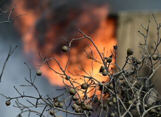 Λάρισα: Το συγκινητικό μήνυμα του κτηνοτρόφου που έχασε δεκάδες ζώα – «Αισθάνομαι την ανάγκη…»