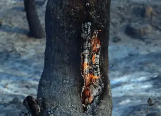 Λέκκας για φωτιά στη Δυτική Αττική: «Μπορεί να καίει υπόγεια για εβδομάδες ή και μήνες»