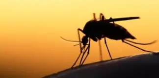 Λάρισα: Νεκρός πολίτης από τον Ιό του Δυτικού Νείλου, η συντριπτική πλειοψηφία των κρουσμάτων στον τόπο μας!