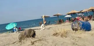 Παράλια Λάρισας: Όταν το μπάνιο στη θάλασσα… μυρίζει μυδοκαλλιέργεια!