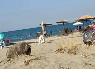 Παράλια Λάρισας: Όταν το μπάνιο στη θάλασσα… μυρίζει μυδοκαλλιέργεια!