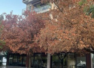 Ποιος «σκοτώνει» τα δέντρα στη Λάρισα; Άλλα τέσσερα ξερά δέντρα στη Νέα Πολιτεία και οι υποψίες δολιοφθοράς