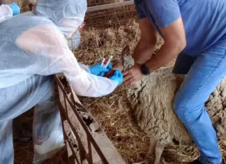 Συναγερμός για την ευλογιά σε Λάρισα και Θεσσαλία: 153 κοπάδια στο μικροσκόπιο – Το κρίσιμο ερώτημα για τα οροθετικά ζώα