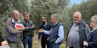 Αυτοψία της Περιφέρειας Θεσσαλίας σε ελαιοπαραγωγικές περιοχές του Δήμου Αλμυρού