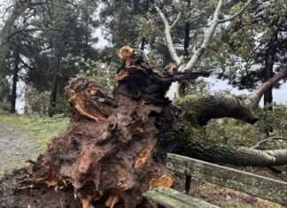 Τρομακτική πτώση δέντρου σε χωριό της Λάρισας – ΦΩΤΟ
