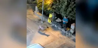 Λύκος «κόβει» βόλτες δίπλα σε κάτοικο – Ανησυχία στην τοπική κοινωνία