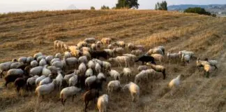Χειροπέδες σε Φαρσαλινό που παραβίασε τα μέτρα για την ευλογιά – Τι αναφέρει η αστυνομία